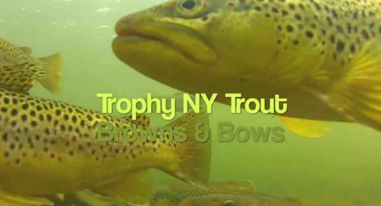 Trophy NY Trout