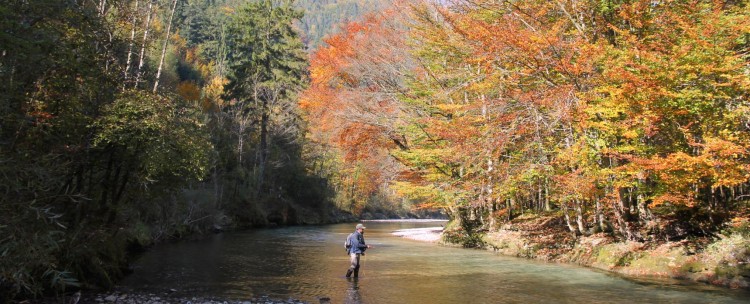 Autumn leaves