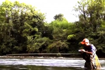 bearnishfly
