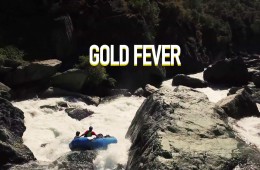 gold-fever