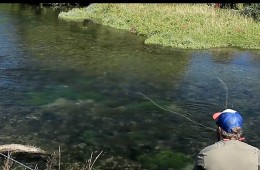 trout-newzealand