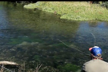 trout-newzealand