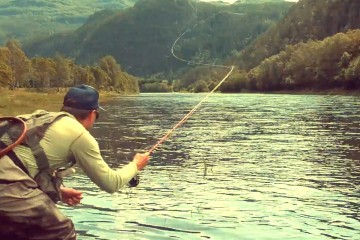 mayfly