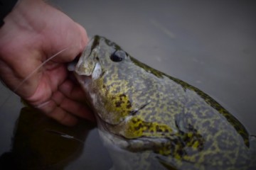 Murray-COd