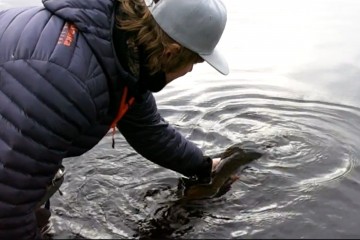 pleco