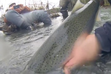 steelhead