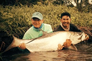 tarpon