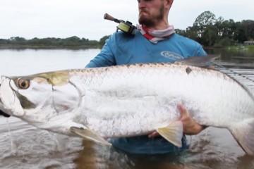 tarpon