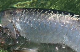 tarpon