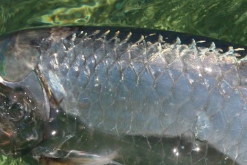 tarpon