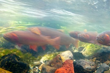 cutthroat