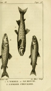 gravures_poissons_-_6109_omble__-_heuch__-_ombre_chevalier