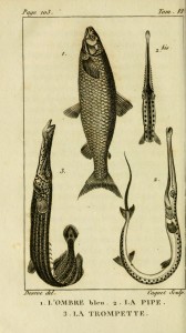gravures_poissons_-_6140_ombre_bleu__-_pipe__-_trompette