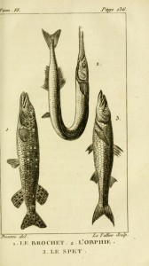 gravures_poissons_-_6179_brochet__-_orphie__-_spet