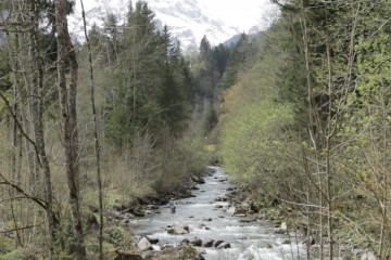 SWISS