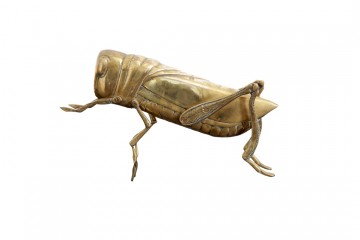 cicadas