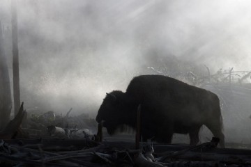 bison-in-the-mist