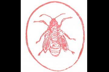 fly