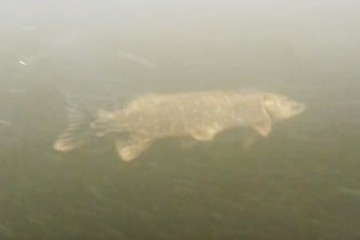 pike