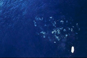 tuna