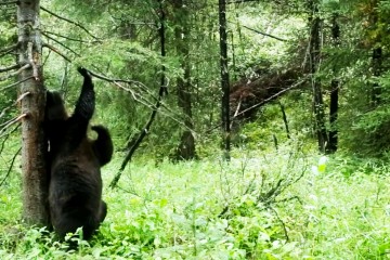 bears