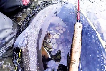 catchrelease