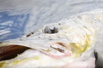 pike