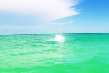 tarpon