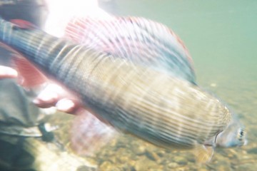 catchrelease