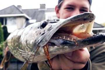 pike