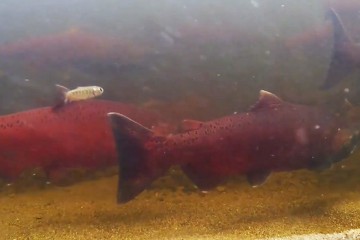 supersalmon