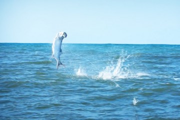 tarpon
