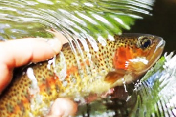 CRTrout