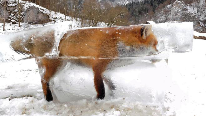 frozen-fox