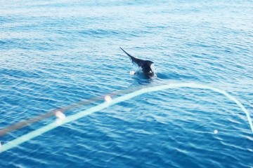 marlin