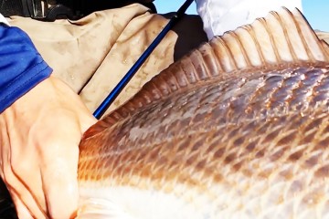 refish