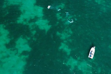 tarpon