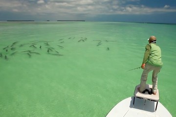 tarpon