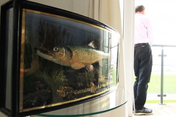 trout-ina-box