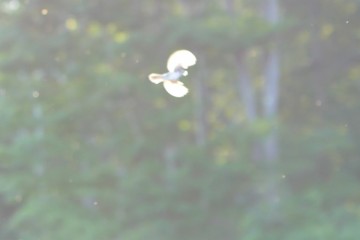 ephemere