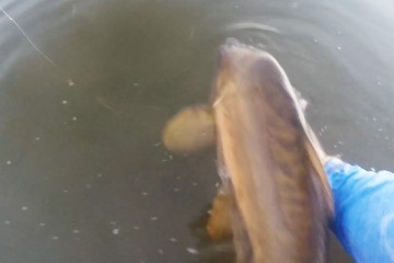 carp