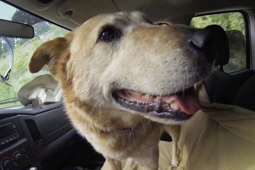 pooch
