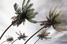 3056375-poster-p-1-inspired-by-palm-trees-these-wind-turbines-bend-and-fold-away-during-hurricanes