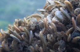 gammares