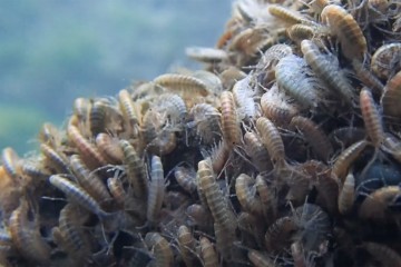 gammares