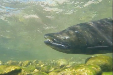 salmon
