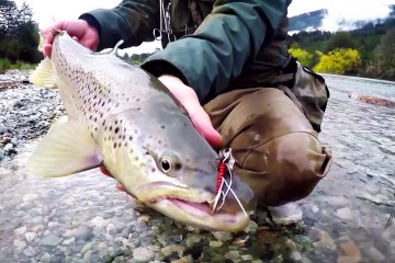 salmon