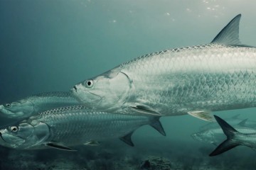 tarpon