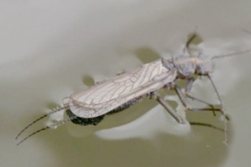STONEFLY