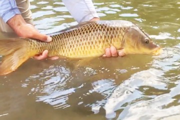 carp